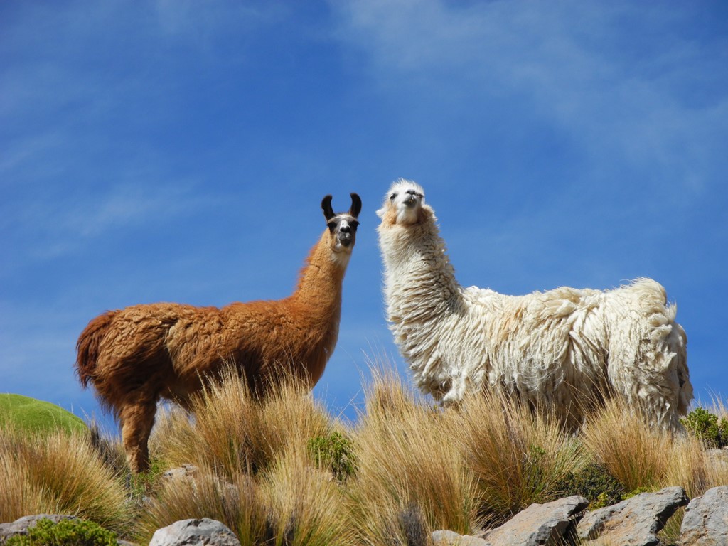 llama-altiplano